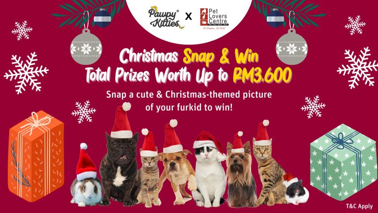 Christmas Wish Come True with Pawpy Kitties Snap & WIN