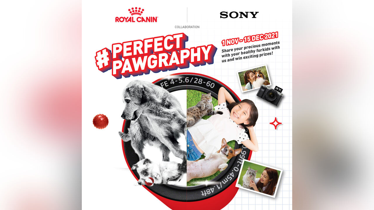 Perfect Pawgraphy Contest